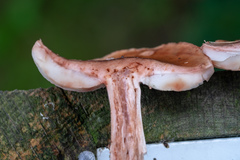 Amanita rubescens