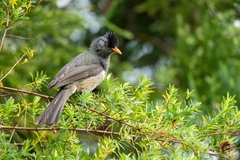 Hypsipetes borbonicus