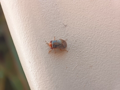 Geocoris erythrocephalus