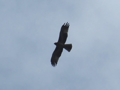 Hieraaetus morphnoides