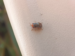 Geocoris erythrocephalus