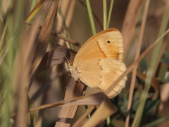 Coenonympha pamphilus