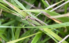 Chorthippus albomarginatus