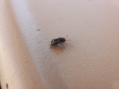 Geocoris erythrocephalus