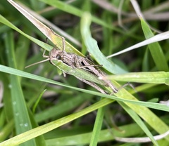 Chorthippus albomarginatus