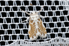 Pseudoadites frigida