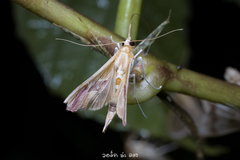 Agathodes ostentalis