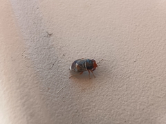 Geocoris erythrocephalus