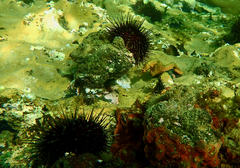 Hippocampus abdominalis