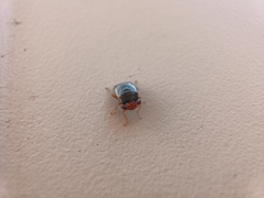 Geocoris erythrocephalus