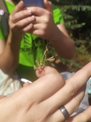 Empusa fasciata