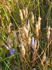 Gentianopsis virgata