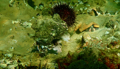 Hippocampus abdominalis