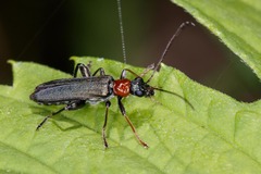 Oedemera croceicollis