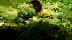 Hippocampus abdominalis