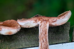 Amanita rubescens