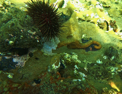 Hippocampus abdominalis
