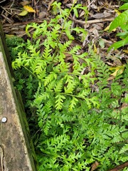 Pteris macilenta