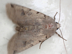 Agrochola litura