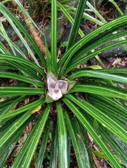 Freycinetia banksii