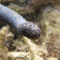 Emydocephalus annulatus