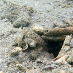 Ctenogobiops aurocingulus