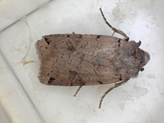 Agrochola litura