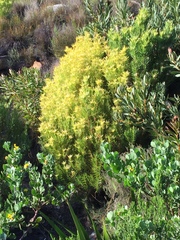 Leucadendron xanthoconus