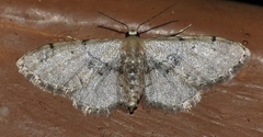 Idaea laevigata