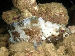 Epinephelus maculatus