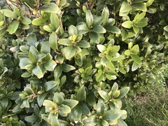 Melicytus chathamicus