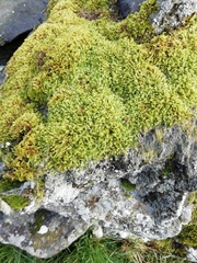 Homalothecium sericeum