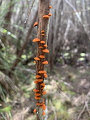 Anthracophyllum archeri