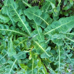 Sonchus megalocarpus