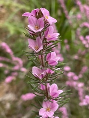 Boronia stricta