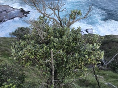 Olearia traversiorum