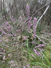 Boronia stricta