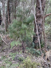 Persoonia longifolia