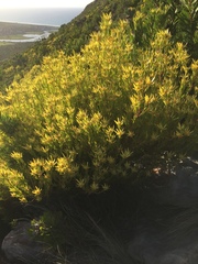 Leucadendron xanthoconus