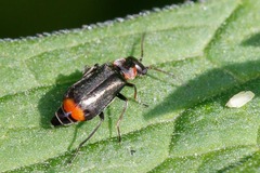 Axinotarsus marginalis