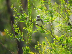 Stagonopleura guttata