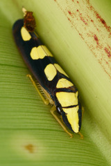 Platygonia spatulata