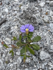 Scaevola