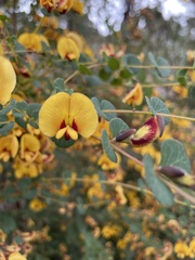 Bossiaea webbii