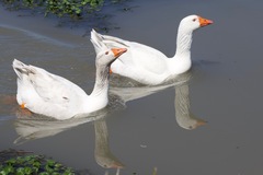 Anser anser domesticus × anser cygnoides domesticus