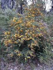 Bossiaea webbii