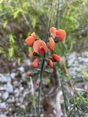 Mirbelieae
