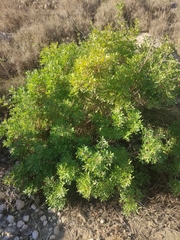 Pistacia lentiscus