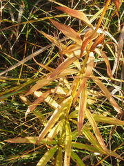 Lilium michiganense