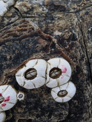 Chelonibia testudinaria